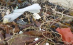 Nettoyage des plages de St Jean le Thomas & Dragey(6/10)