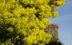 St Jean : fête du mimosa