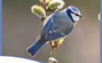 Comptage des oiseaux des jardins avec la Ligue pour la Protection des Oiseaux(28/01 au 29/01)