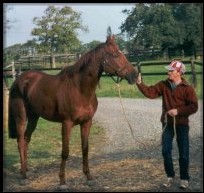 Les chevaux Les chevaux