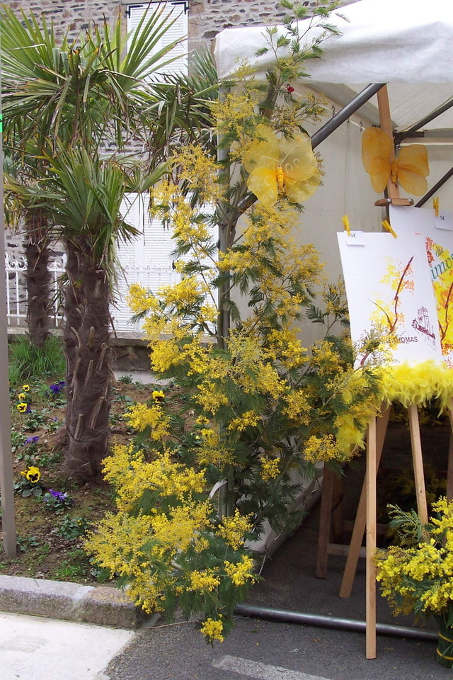 Fête du Mimosa : Souvenirs Fête du Mimosa : Souvenirs
