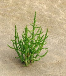 Salicorne