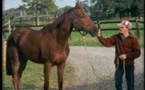 Les chevaux
