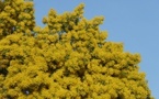 Saint Jean le Thomas : fête du mimosa (16/02)
