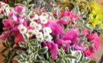 Exposition  tableaux, poteries, compositions florales...