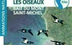 Sortie avec les oiseaux en Baie du Mont St Michel 