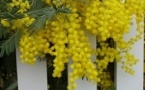 Fête du mimosa - édition 2013