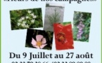 ST MICHEL DES LOUPS : Randonnée fleurs de nos campagnes et plantes comestibles - Prairies et sous-bois de la Lande de Bivie