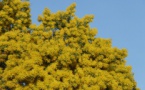 Saint Jean le Thomas : fête du mimosa (23/02)