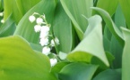 Vente de muguet - Chantal Merlini