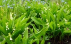 Vente de muguet Chantal Resbeut(1/05)