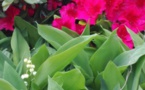 Vente de muguet - Noëlle Denoual(01/05)