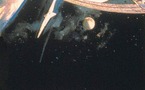 Cinéma à Carolles, 20:30 - L'ODYSSEE DE L'ESPACE