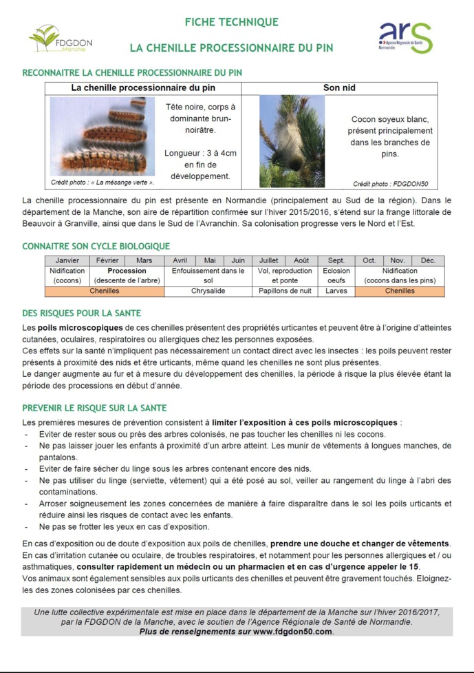 Alerte ! la chenille processionnaire du pin envahit St Jean le Thomas Alerte ! la chenille processionnaire du pin envahit St Jean le Thomas
