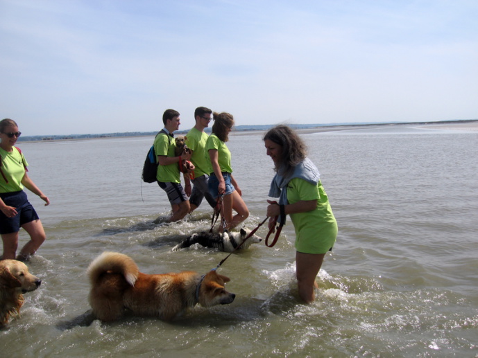 11ème Randonnée du Mont Saint Michel pour les chiens