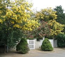 Emblème du village : le mimosa Emblème du village : le mimosa