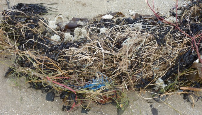 Trois bacs à marée sur les plages de St Jean le Thomas