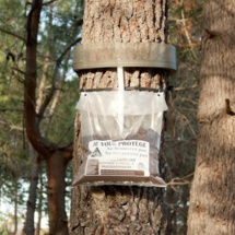 Chenilles processionnaires … la suite Chenilles processionnaires … la suite