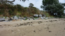 Quelques plantes du littoral de Saint Jean le Thomas