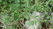 Quelques plantes du littoral de Saint Jean le Thomas