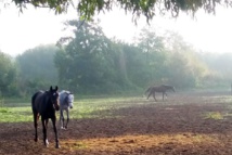 Saint-Jean-le-Thomas - Quiz Patrimoine Saint-Jean-le-Thomas - Quiz Patrimoine