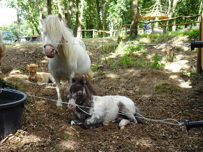 "Réver Réalité"- mini parc animalier - stages équestres - événements