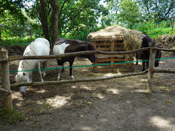 "Réver Réalité"- mini parc animalier - stages équestres - événements