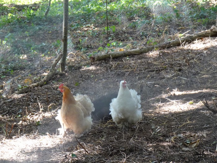 "Réver Réalité"- mini parc animalier - stages équestres - événements