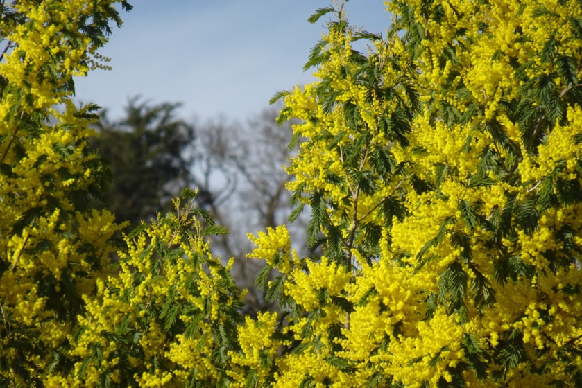 Balade mimosa à Saint-Jean-le-Thomas