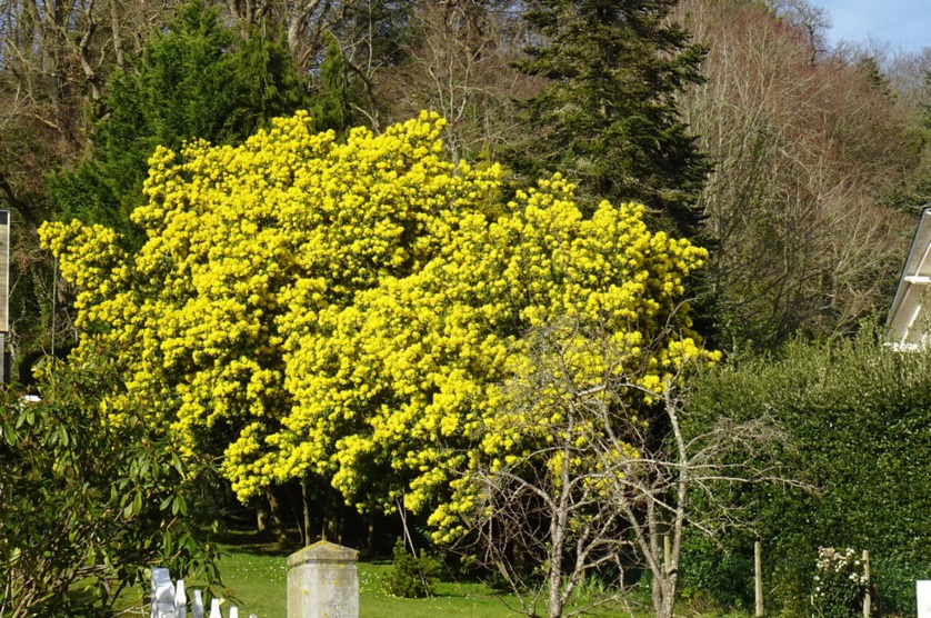 Balade mimosa à Saint-Jean-le-Thomas