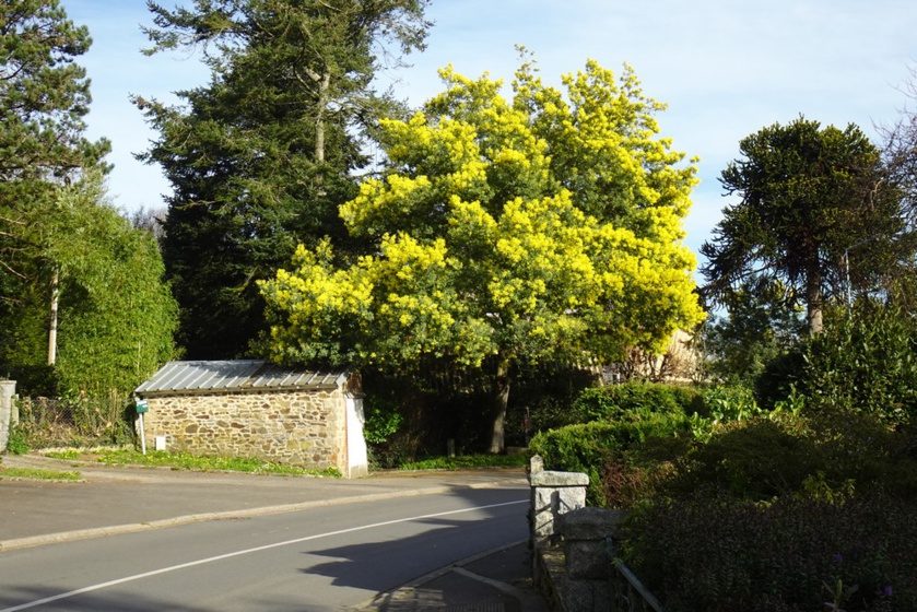 Balade mimosa à Saint-Jean-le-Thomas