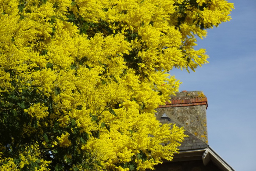 Balade mimosa à Saint-Jean-le-Thomas