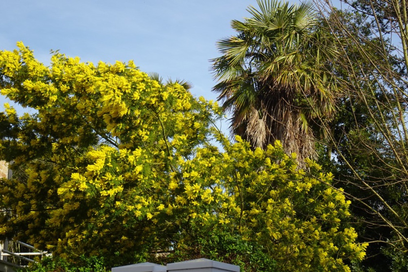 Balade mimosa à Saint-Jean-le-Thomas