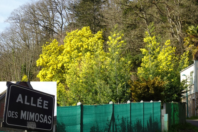 Balade mimosa à Saint-Jean-le-Thomas