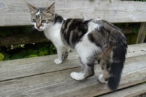 Stérilisation des chats errants Stérilisation des chats errants