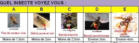Frelons asiatiques, la lutte continue Frelons asiatiques, la lutte continue