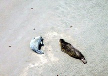 Les phoques dans la baie du Mont St Michel