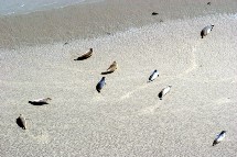 Les phoques dans la baie du Mont St Michel