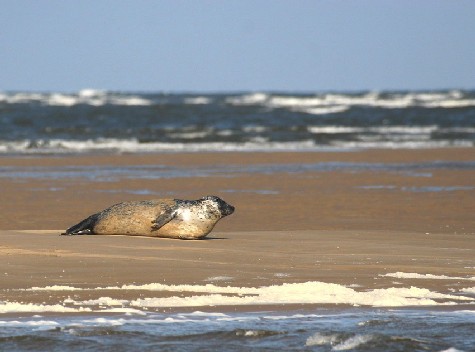 Les phoques dans la baie du Mont St Michel