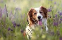 Nouvel arrêté municipal concernant la divagation des animaux domestiques