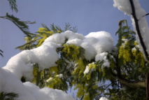 Les mimosas en fleurs 