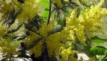 Les mimosas en fleurs Les mimosas en fleurs