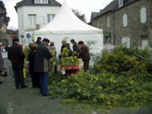 Les mimosas en fleurs Les mimosas en fleurs