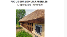 Restauration du mur à abeilles de Tessy Bocage, conférence