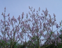 Les Pauwlonias de St Jean Les Pauwlonias de St Jean