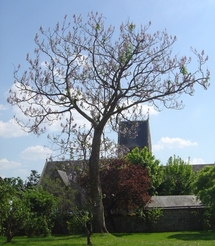 Les Pauwlonias de St Jean Les Pauwlonias de St Jean