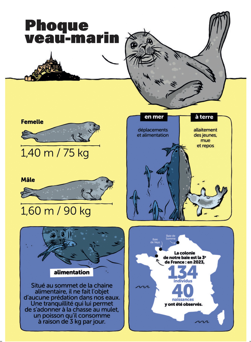 Saison des naissances des phoques veaux-marins : adoptons les bons réflexes !
