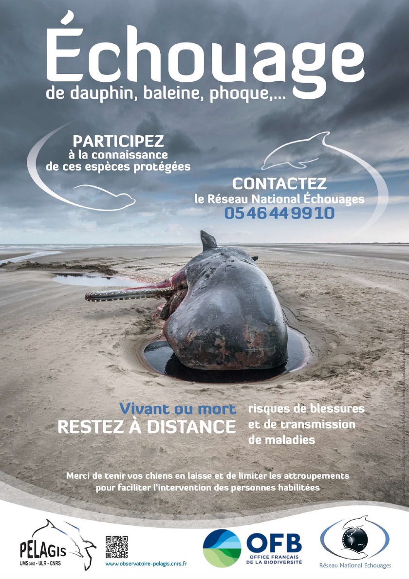 Saison des naissances des phoques veaux-marins : adoptons les bons réflexes !