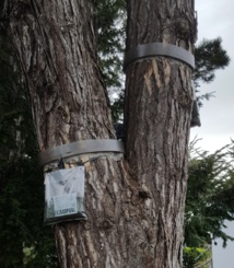 Eco-piège en place Eco-piège en place