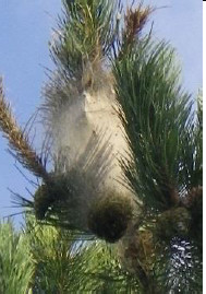 Nid de soie Nid de soie